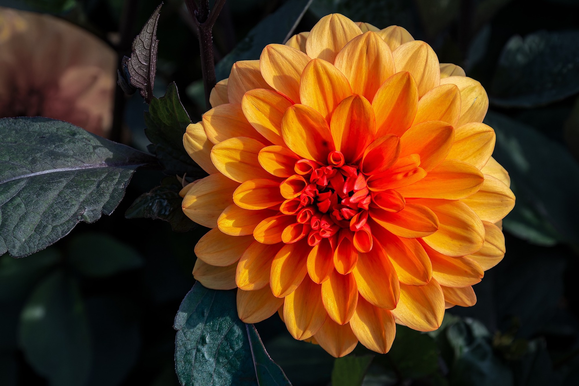 Bright orange dahlias in full bloom with intricate petal patterns.